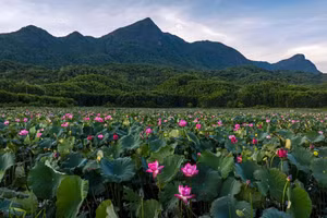 Les lotus sont en pleine floraison dans la campagne de Da Nang