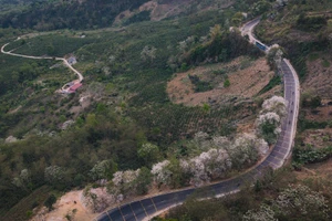 Les fleurs de ban illuminent les cols à Dien Bien