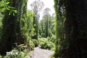 Binh Chau-Phuoc Buu, la beauté d’une forêt primaire littorale