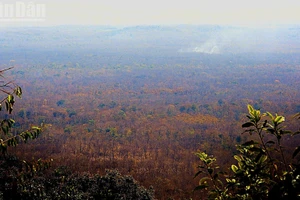 La forêt de khop en saison de changement de feuilles.