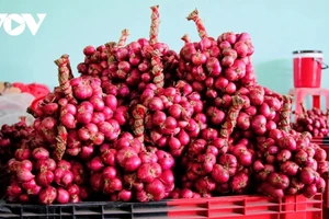 L’oignon rouge : un gagne pain pour les travailleurs locaux à Can Tho