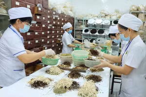 Le Vietnam fait de la médecine traditionnelle une priorité nationale
