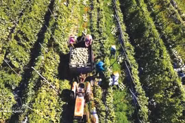 Récolte de melons cultivés selon les normes VietGAP (Bonnes pratiques agricoles vietnamiennes) dans la commune de Ba Gia, province de Quang Ngai (Centre). Photo : VNA.