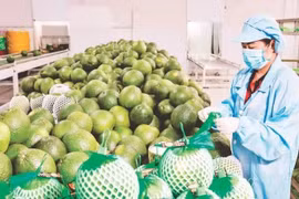 Conditionnement de pomelos pour l'exportation chez Vina T&T Group Company. Photo : MINH ANH