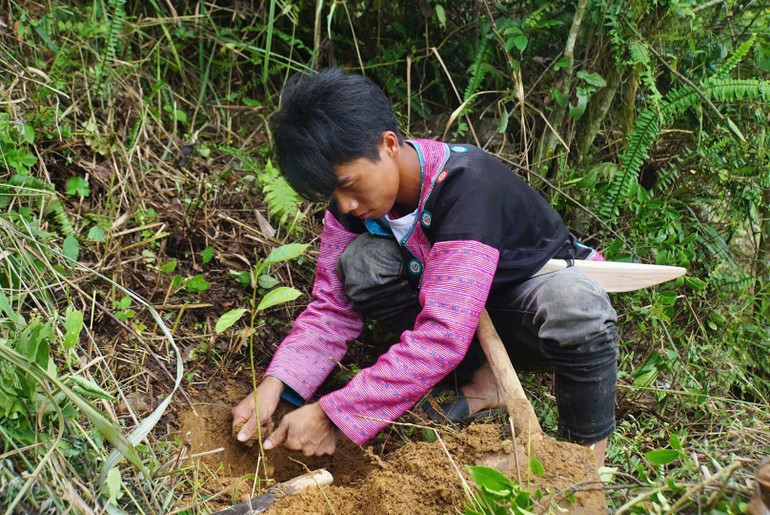 L’édition 2025 prévoit la plantation de quelque 36 000 arbres supplémentaires. Photo : NDEL. foret-2.jpg