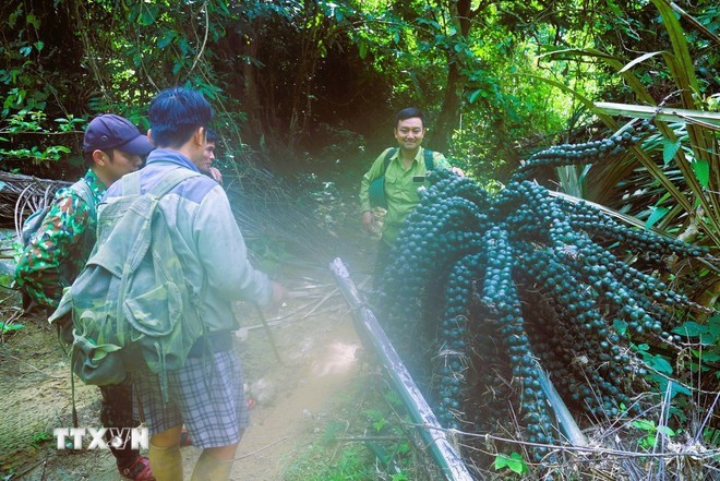 La Réserve naturelle de Pu Huong abrite de nombreuses espèces végétales aux formes étonnantes. Photo : VNA.