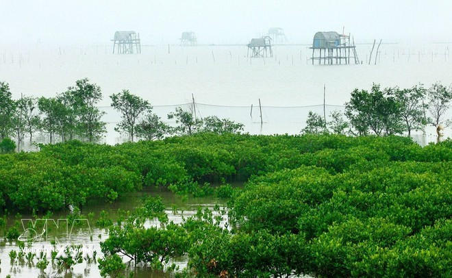 Le parc national de Xuân Thuy couvre une superficie de 12 000 hectares à l’estuaire du fleuve Rouge. Photo : VNA.