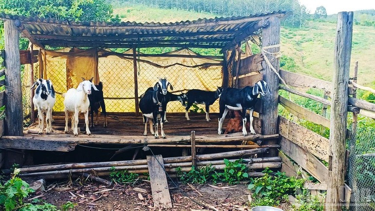 Les ménages construisent des étables standard pour le troupeau de chèvres. Photo : NDEL. enclos-de.jpg