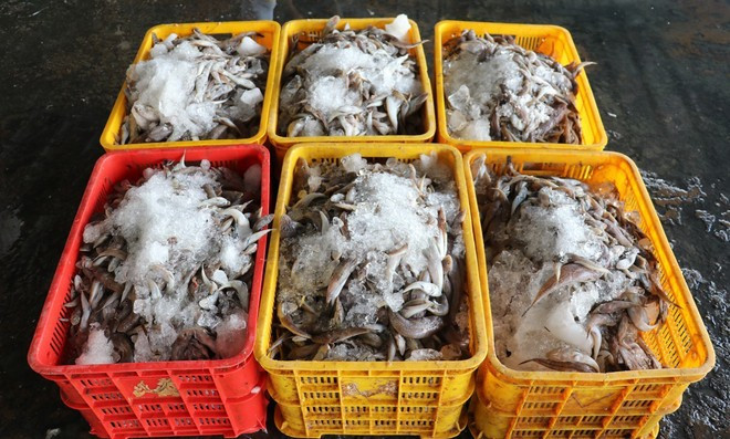 Malgré les progrès enregistrés ces derniers temps, la pêche INN demeure un défi direct pour la crédibilité nationale. Photo d'illustration : VNA.