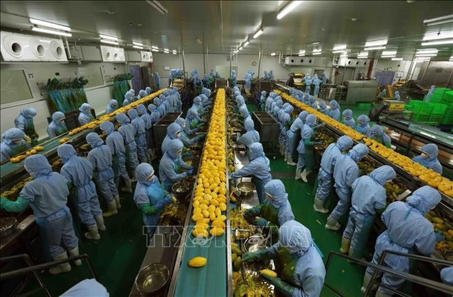 Chaîne de transformation de produits agricoles destinés à l’exportation vers le Japon, les États-Unis et l’Europe chez B’LaoFood, dans la province de Lam Dong. Photo : VNA. Chaîne de transformation de produits agricoles destinés à l’exportation vers le Japon, les États-Unis et l’Europe chez B’LaoFood, dans la province de Lam Dong. Photo : VNA.