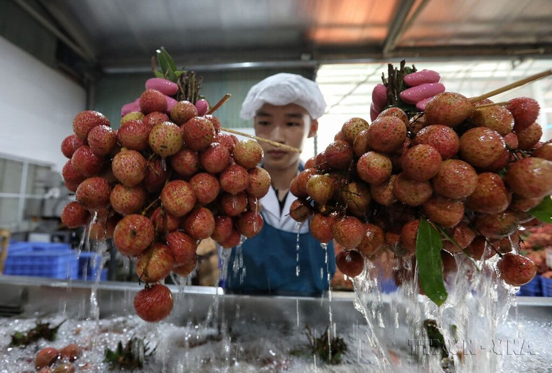 Le litchi en particulier et les fruits du Vietnam en général ont de grandes opportunités à l'exportation vers le marché sud-coréen. Photo : VNA. 103734-afp1.jpg