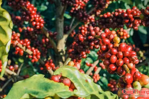 Les produits de café Gia Lai sont désormais disponibles dans plus de 60 pays et territoires. Photo : congthuong.vn
