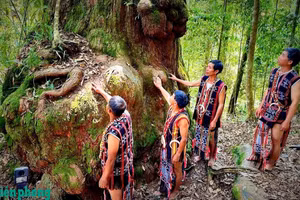 Les fokienias centenaires de la forêt de Co Tu sont très précieux pour le peuple Co Tu. Photo : bienphong.com.vn