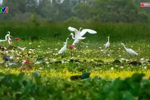 Dans le parc national de Tram Chim. Photo : vtv.vn