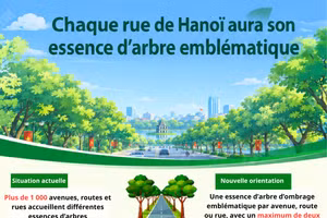 Chaque rue de Hanoï aura son essence d’arbre emblématique