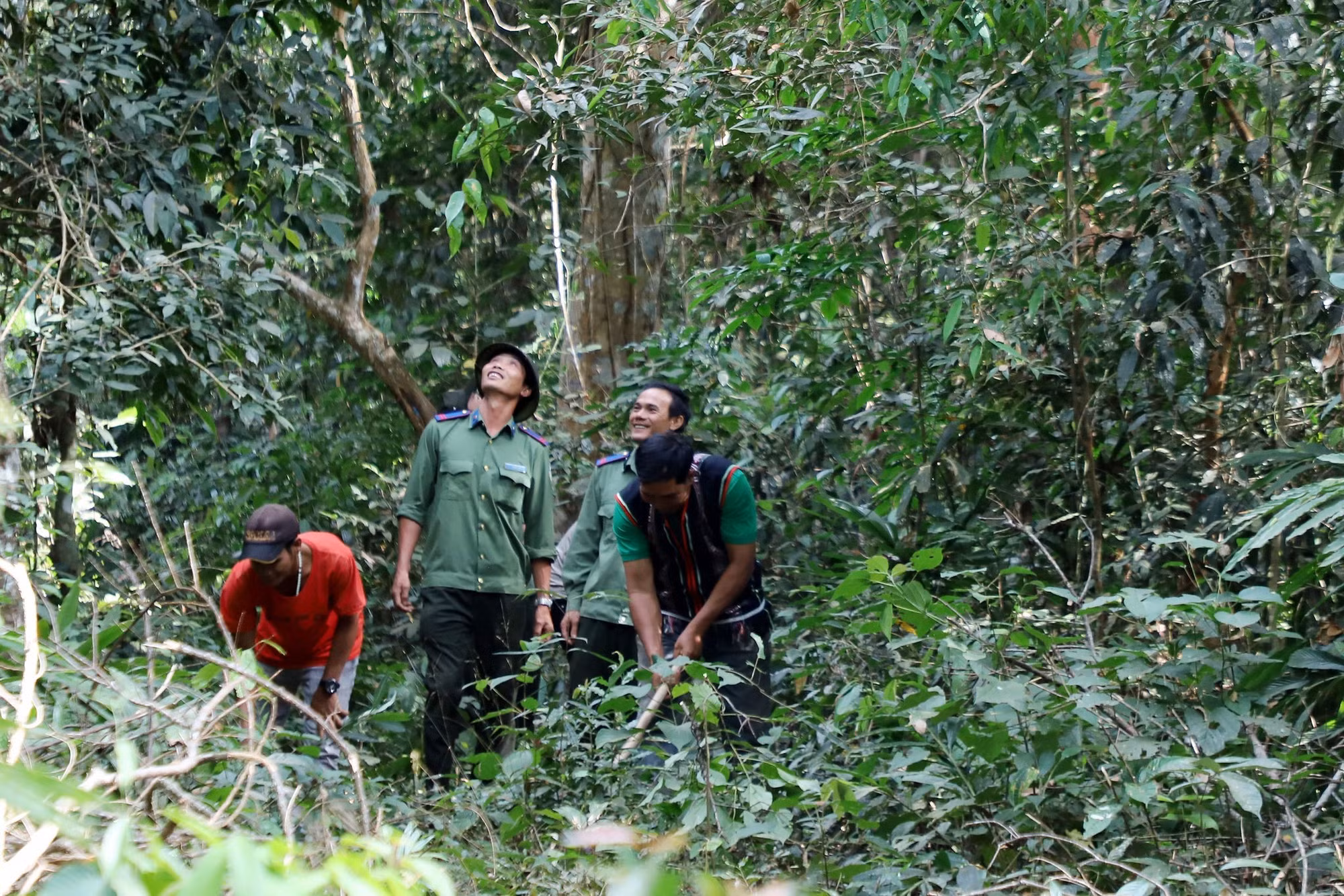 foret-m-nong-2.jpg