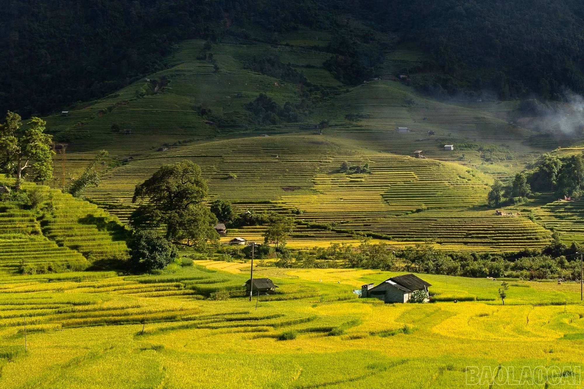 muong-bo-4.jpg