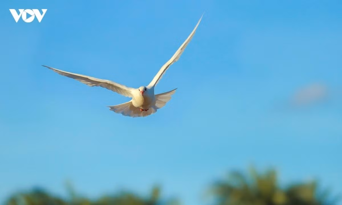 pigeon-5.jpg