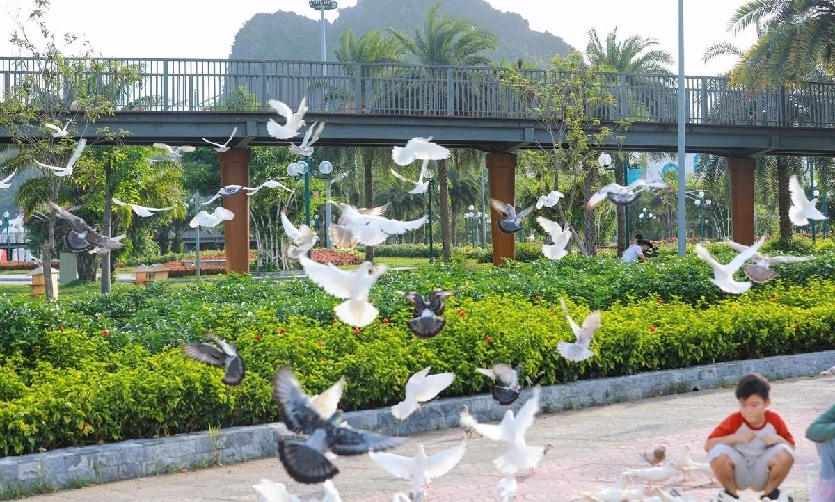 pigeon-7.jpg