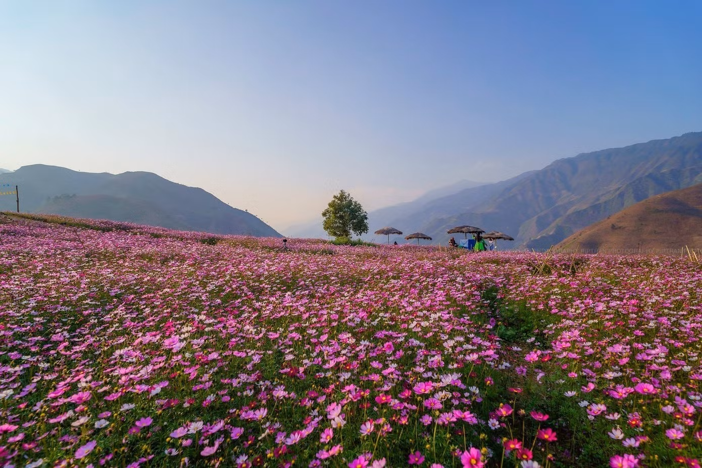 La reconnaissance aux World Travel Awards 2026 ne constitue pas seulement une consécration des richesses naturelles et culturelles dont bénéficie Ta Xua ; elle représente également un puissant levier pour encourager la province de Son La à poursuivre la construction d'une destination attractive, accueillante et résolument tournée vers un développement durable. Elle offre aussi à ce « paradis des nuages » du nord-ouest vietnamien l'occasion de faire rayonner davantage l'image du Vietnam auprès des voyageurs internationaux et d'affirmer sa place sur la carte touristique de l'Asie. Photo : Tran Cuong/ tienphong.vn