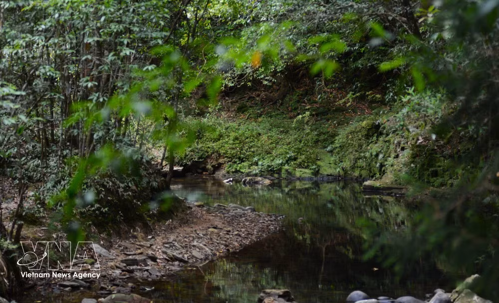 Les ruisseaux de montagne de Bach Ma conservent une fraîcheur constante et une beauté sauvage tout au long de leur parcours sous la canopée. Photo : VNA.