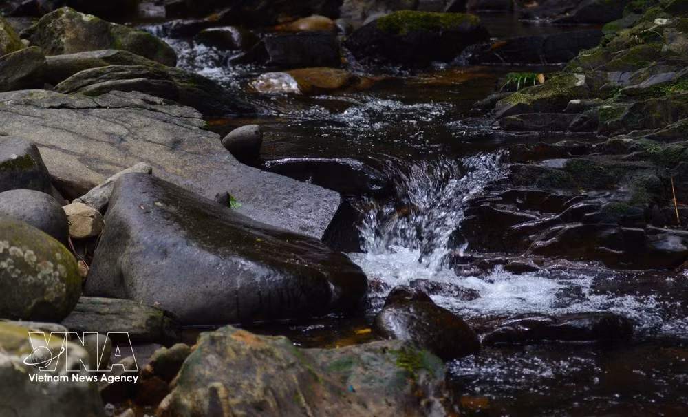 Le réseau de ruisseaux de Bach Ma, aux eaux limpides et rafraîchissantes, serpente à travers la forêt centenaire en offrant un paysage d'une grande poésie. Photo : VNA.