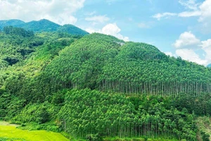 Après cinq ans, plus de 1,439 milliard d’arbres ont été plantés dans tout le Vietnam, dépassant de 43,9 % l’objectif initial.