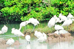 Le parc national de Xuan Thuy est surnommé la "gare internationale des oiseaux". Photo : NDEL.