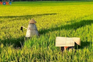 Pour de nombreux paysans, l’ao toi est considéré comme un compagnon face aux rigueurs du climat. Photo : VOV5. 