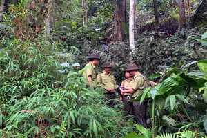 Des gardes forestiers patrouillent dans la forêt à Tuyen Quang. Photo : VNA
