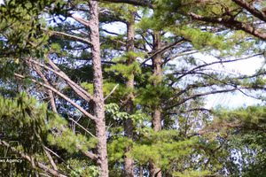 Le parc national de Bach Ma abrite de nombreux pins centenaires. Photo : VNA. 