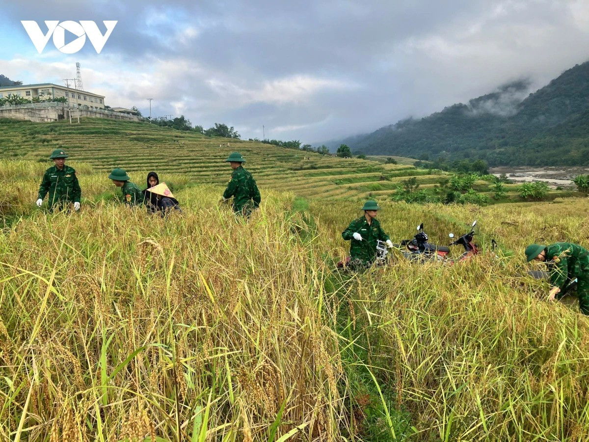 Au début du mois de novembre, lorsque le soleil automnal dore les rizières de Ten Tan, les soldats du poste de garde-frontière de la province de Thanh Hoa revêtent leurs tenues de volontaires et se mêlent aux villageois pour couper le riz. « Le samedi du volontariat » - un geste simple mais empreint d’humanité - est devenu, au fil des années, une belle tradition bien ancrée dans cette unité frontalière. Photo : VOV.
