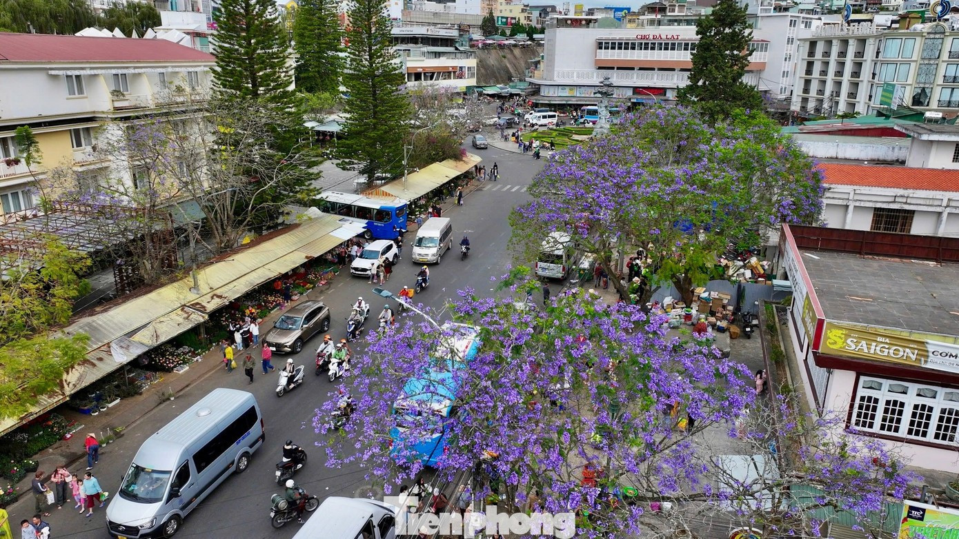 D'après les observations, le long de rues telles que Tran Phu, Pasteur, Quang Trung, autour du lac Xuan Huong et rue Ba Thang Tu (dans les quartiers de Xuan Huong et Lam Vien à Da Lat, province de Lam Dong), des grappes de fleurs de jacaranda d'un violet éclatant commencent à s'ouvrir. Photo : tienphong.vn