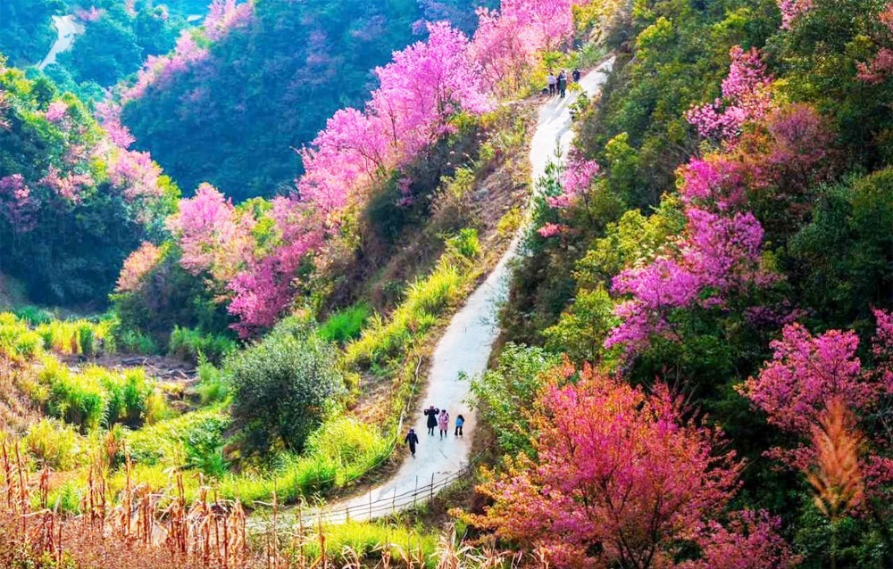 Sur les hauteurs de Mu Cang Chai, les fleurs de Tớ dày commencent à s’épanouir. Photo : baoangiang.com