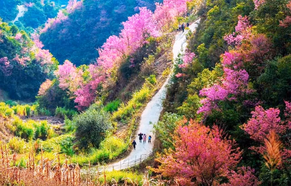 Sur les hauteurs de Mu Cang Chai, les fleurs de Tớ dày commencent à s’épanouir. Photo : baoangiang.com