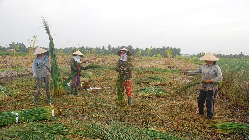 Les pousses de bambou, matière première pour le tissage de nattes au village de Ca Hom et de Ben Ba, dans la commune de Ham Giang, province de Vinh Long. Photo : NDEL. a1.jpg