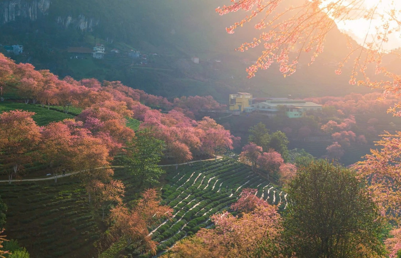 Depuis le début du mois de décembre, les cerisiers roses de la région Ô Quy Hô, dans le quartier de Sa Pa, commencent à s’épanouir. Leurs bouquets d’un rose éclatant recouvrent les pentes des collines, se mêlant aux plantations de thé et aux versants montagneux embrumés, créant un paysage lumineux sur tout un pan du ciel. Photo : tienphong.vn 