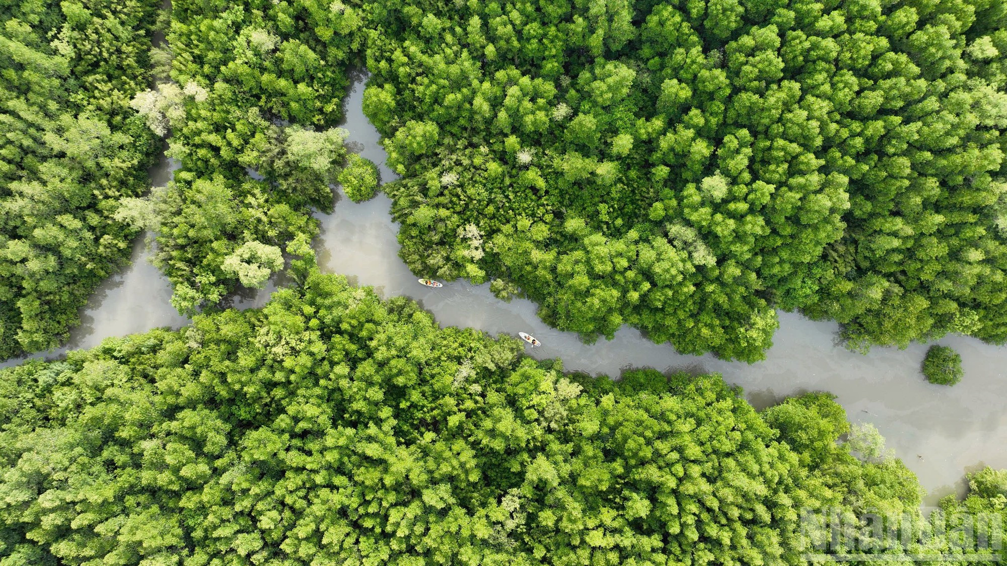 Can Gio est célèbre pour son dense réseau fluvial et sa riche faune et flore. Considéré comme le « poumon vert » de Ho-Chi-Minh-Ville, il contribue à la régulation du climat et à la protection de l'environnement. Photo : NDEL.