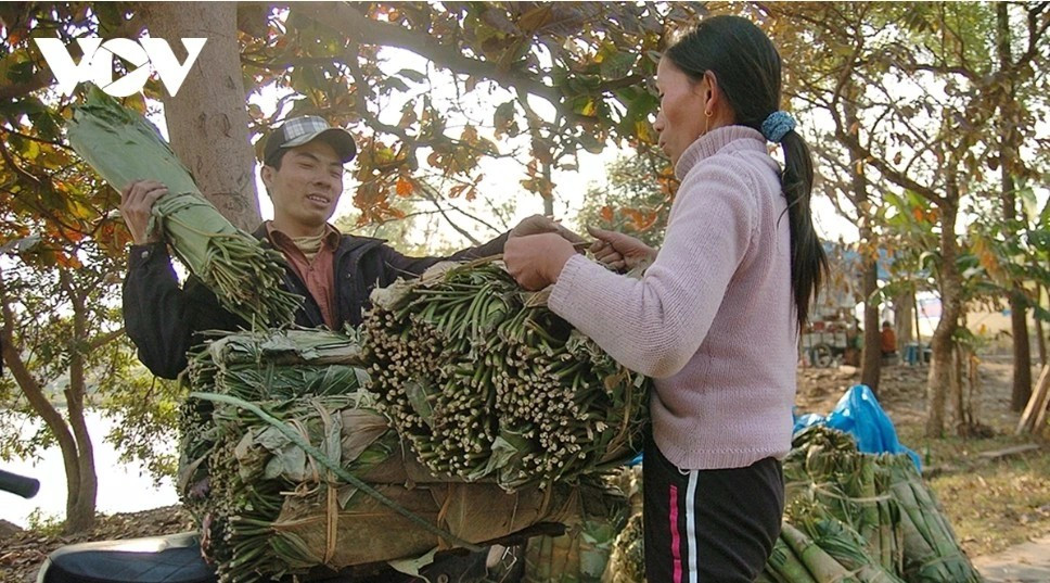 À cette période de l'année lunaire, le village artisanal de banh chung (gâteaux de riz gluant carrés traditionnellement préparés pour le Têt) de Tranh Khuc, en périphérie de Hanoï, est plus animé que jamais. Des camions chargés de feuilles de dong, de haricots, de riz et de gâteaux finis y entrent et en sortent tout au long de la journée. Photo : VOV