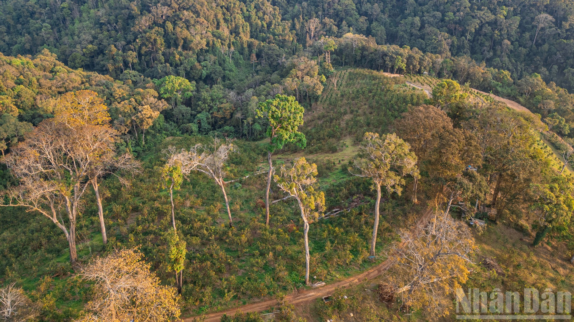Une orangeraie nichée sous des arbres centenaires à Mang Den. Photo : NDEL