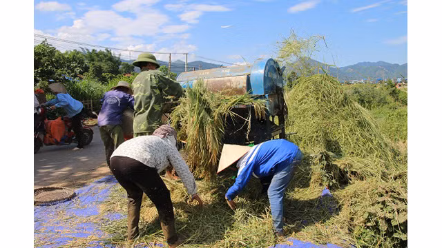Saison de récolte du riz dans l'un des plus grands champs de rizières de la région du Nord-Ouest ảnh 7 Saison de récolte du riz dans l'un des plus grands champs de rizières de la région du Nord-Ouest ảnh 7