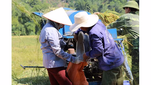 Saison de récolte du riz dans l'un des plus grands champs de rizières de la région du Nord-Ouest ảnh 8
