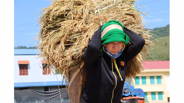 Saison de récolte du riz dans l'un des plus grands champs de rizières de la région du Nord-Ouest ảnh 5 Saison de récolte du riz dans l'un des plus grands champs de rizières de la région du Nord-Ouest ảnh 5