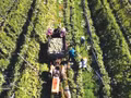 Récolte de melons cultivés selon les normes VietGAP (Bonnes pratiques agricoles vietnamiennes) dans la commune de Ba Gia, province de Quang Ngai (Centre). Photo : VNA.