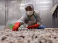 Transformation de palourdes destinées à l’exportation dans l’usine de la Société par actions d’import-export des produits aquatiques de Thanh Hoa, dans la province de Thanh Hoa. Photo : VNA.
