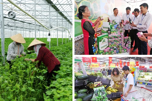 Le secteur agricole continue de se développer de manière exhaustive, la valeur de la production agricole de haute technologie représentant plus de 30% de l'ensemble du secteur de la province de Bac Ninh. Photo: qdnd.vn
