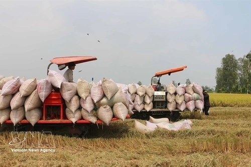 Des agriculteurs récoltent du riz dans la province d'An Giang (Photo : VNA)