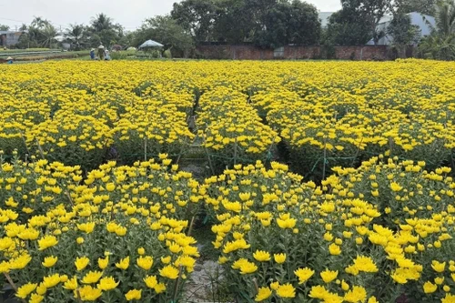 À l'approche des festivités, de nombreuses variétés de fleurs du village de Pho Tho - Ba Bo commencent déjà à arborer leurs couleurs les plus éclatantes. Photo: VOV