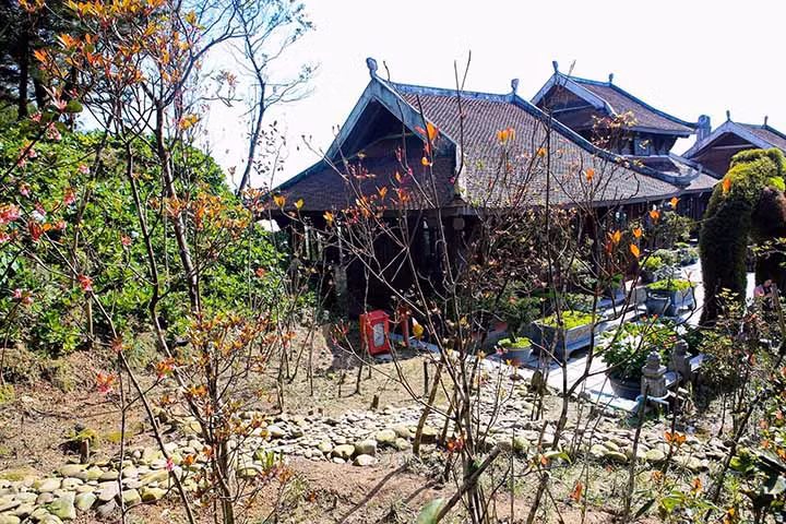Floraison des pêchers au sommet de la montagne Bà Nà ảnh 1