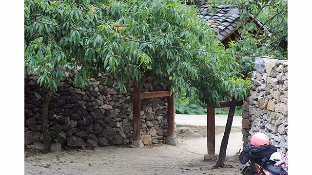 Un après-midi d'été à la « Maison de Pao » ảnh 4 Un après-midi d'été à la « Maison de Pao » ảnh 4